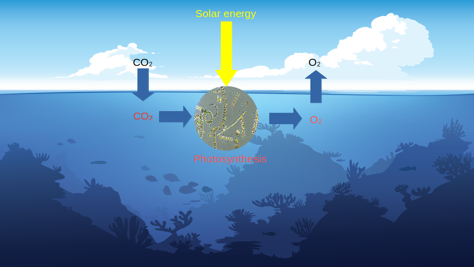 diagram showing the biological process of CO2 to Ocean